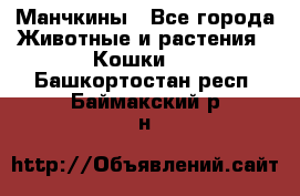 Манчкины - Все города Животные и растения » Кошки   . Башкортостан респ.,Баймакский р-н